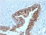 Ep-CAM/CD326 (Extracellular Domain) (Epithelial Marker) Antibody in Immunohistochemistry (Paraffin) (IHC (P))