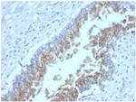 Ep-CAM/CD326 (Extracellular Domain) (Epithelial Marker) Antibody in Immunohistochemistry (Paraffin) (IHC (P))