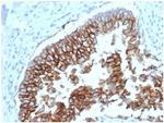 Ep-CAM/CD326 (Extracellular Domain) (Epithelial Marker) Antibody in Immunohistochemistry (Paraffin) (IHC (P))