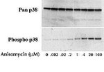 Human p38 MAPK (Total) ELISA Kit