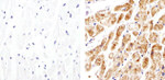 Connexin 30.2 Antibody in Immunohistochemistry (Paraffin) (IHC (P))