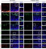 JAM3 Antibody in Immunohistochemistry (IHC)