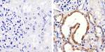 JAM3 Antibody in Immunohistochemistry (Paraffin) (IHC (P))