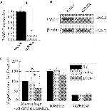 JAM3 Antibody in Western Blot (WB)