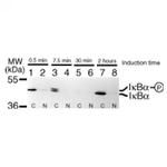 IkB alpha Antibody in Western Blot (WB)