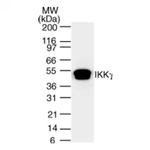 IKK gamma Antibody in Western Blot (WB)