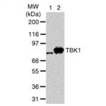 TBK1 Antibody in Western Blot (WB)