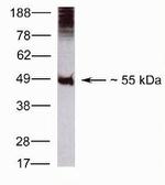 CDw293 Antibody in Western Blot (WB)