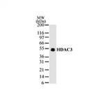 HDAC3 Antibody in Western Blot (WB)