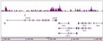 HDAC4 Antibody in ChIP-Sequencing (ChIP-Seq)