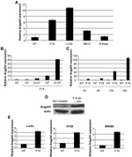 ANGPTL4 Antibody in Western Blot (WB)