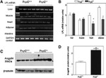 ANGPTL4 Antibody in Western Blot (WB)