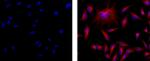 Mouse IgG (H+L) Secondary Antibody in Immunocytochemistry (ICC/IF)