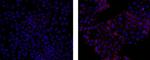 Rat IgG1 kappa Isotype Control in Immunocytochemistry (ICC/IF)