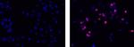 Rat IgG2a kappa Isotype Control in Immunocytochemistry (ICC/IF)