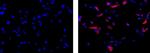 Mouse IgG1 kappa Isotype Control in Immunocytochemistry (ICC/IF)