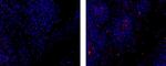 Rat IgG2b Secondary Antibody in Immunohistochemistry (Paraffin) (IHC (P))