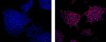 Rat IgG2a Secondary Antibody in Immunocytochemistry (ICC/IF)