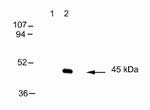 Connexin 45 Antibody in Western Blot (WB)