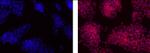 OCT3/4 Antibody in Immunocytochemistry (ICC/IF)