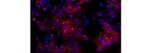 SSEA4 Antibody in Immunocytochemistry (ICC/IF)