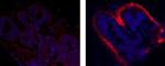 Collagen X Antibody in Immunohistochemistry (Paraffin) (IHC (P))