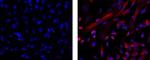 Nestin Antibody in Immunocytochemistry (ICC/IF)