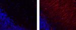 GFAP Antibody in Immunohistochemistry (Paraffin) (IHC (P))