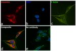 Vimentin Antibody in Immunocytochemistry (ICC/IF)