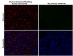 Vimentin Antibody in Immunohistochemistry (Paraffin) (IHC (P))