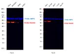 Vimentin Antibody in Western Blot (WB)