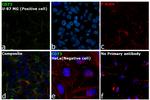 CD73 Antibody