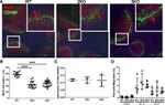 CD45R (B220) Antibody in Immunohistochemistry (Frozen) (IHC (F))