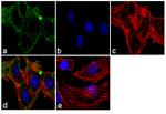 TRA-1-81 Antibody in Immunocytochemistry (ICC/IF)