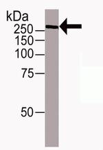 TRA-1-81 Antibody in Western Blot (WB)