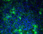 SSEA1 Antibody in Immunocytochemistry (ICC/IF)