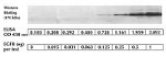 Human EGFR (Full-length) ELISA Kit