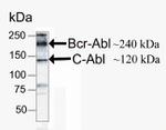 c-Abl Antibody in Western Blot (WB)