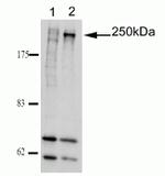 Ninein Antibody in Western Blot (WB)