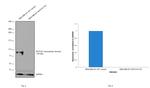 NOTCH1 Antibody