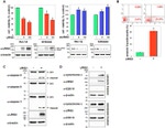 OxPhos Complex IV subunit IV Antibody in Western Blot (WB)