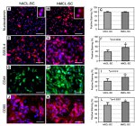 SSEA4 Antibody in Immunocytochemistry (ICC/IF)