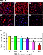 SSEA4 Antibody in Immunocytochemistry (ICC/IF)