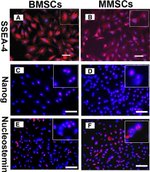 SSEA4 Antibody in Immunocytochemistry (ICC/IF)