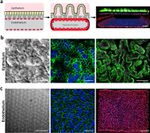 Villin Antibody in Immunocytochemistry (ICC/IF)