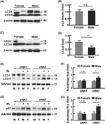 beta Actin Loading Control Antibody in Western Blot (WB)