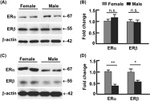 beta Actin Loading Control Antibody in Western Blot (WB)