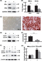 GAPDH Loading Control Antibody in Western Blot (WB)