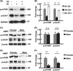 beta Actin Loading Control Antibody in Western Blot (WB)