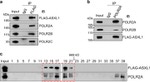 Phospho-RNA pol II CTD (Ser5) Antibody in Western Blot, Immunoprecipitation (WB, IP)